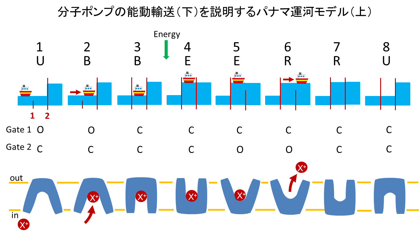 https://www.nitech.ac.jp/research/mt_imgs/%E5%9B%B31.png