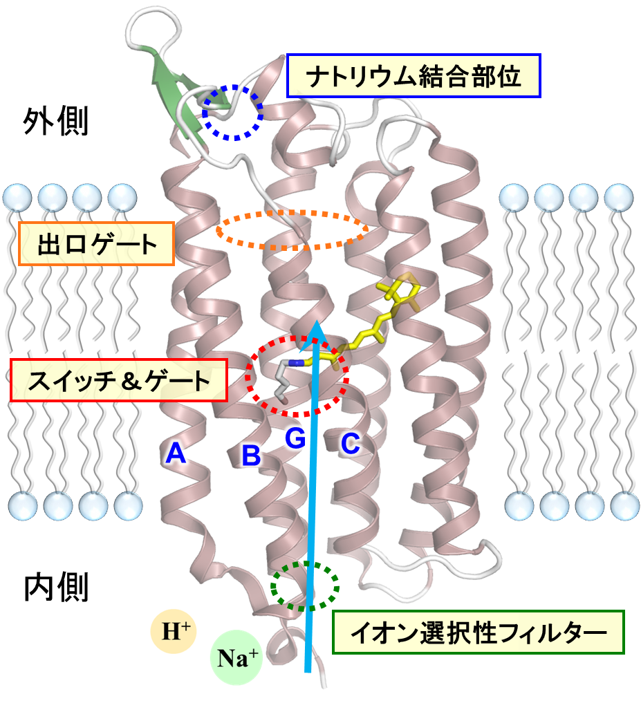 https://www.nitech.ac.jp/research/mt_imgs/%E5%9B%B32.png