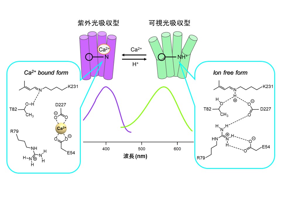 https://www.nitech.ac.jp/research/mt_imgs/500be77eee4ae9970461a9ddb7ef39839c7d03ad.jpg